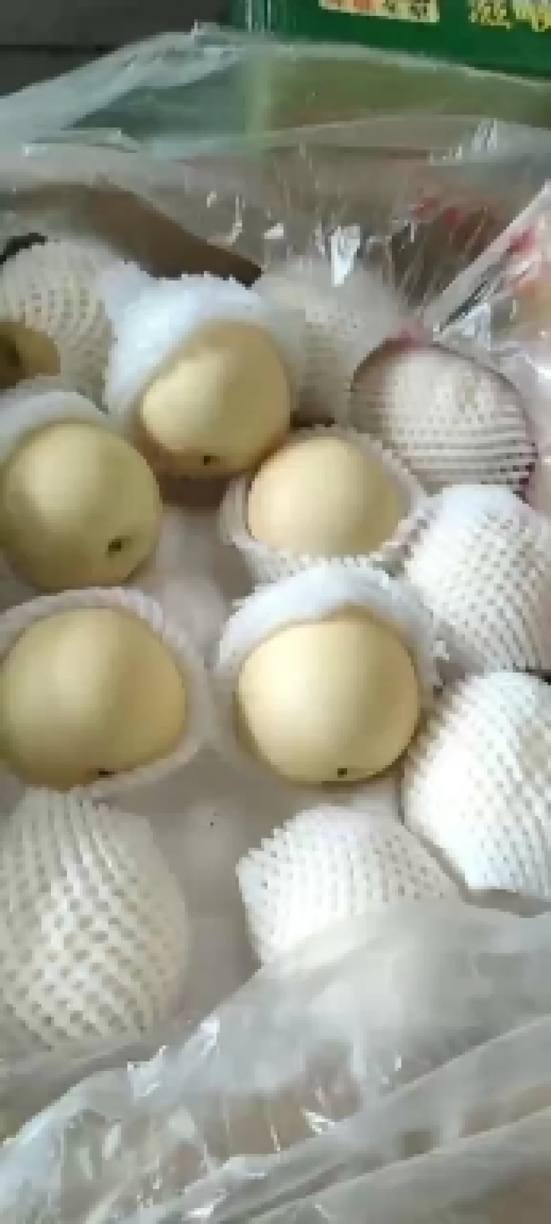 【河北精品皇冠梨】大量供应，货源足个头大，口感甜，价格优