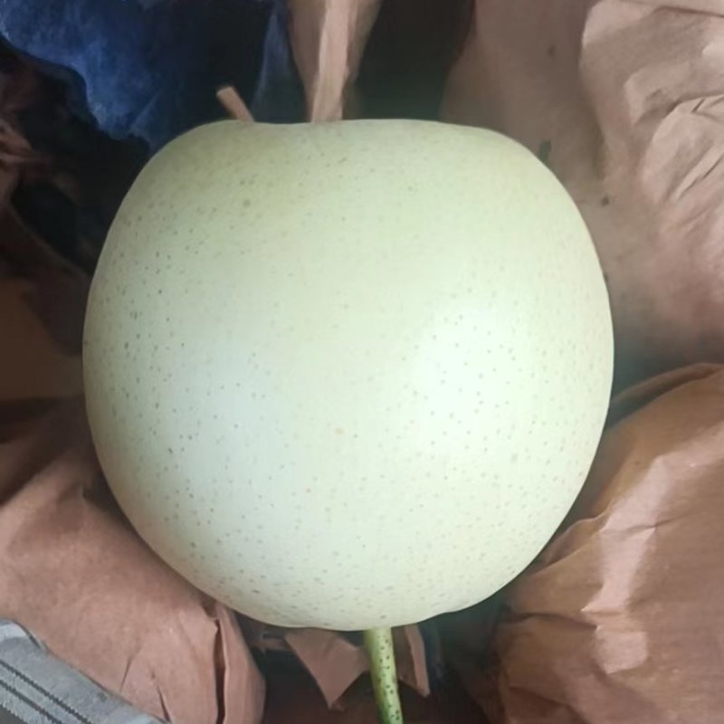 【河北精品皇冠梨】大量供应，货源足个头大，口感甜，价格优