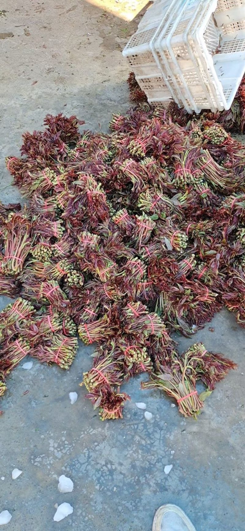 香椿苗出售