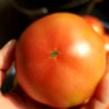 优质硬粉西红柿上货量充足质量口感优质