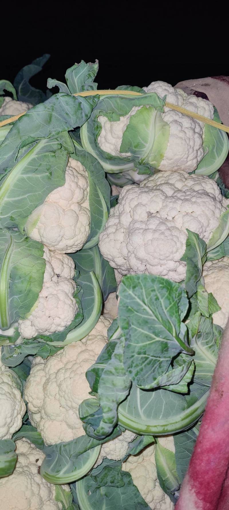 河北精品菜花。品质优。保质保量，量大从优，陆续大量上市