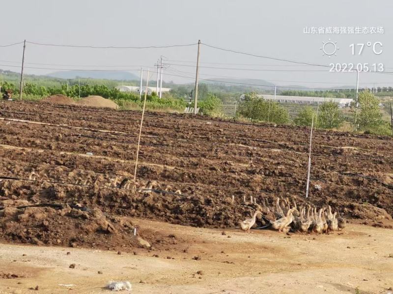 维娜斯黄金苹果山东威海苹果基地大量供应全国发货