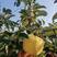 维娜斯黄金苹果山东威海北纬37度强强农场基地大量供应