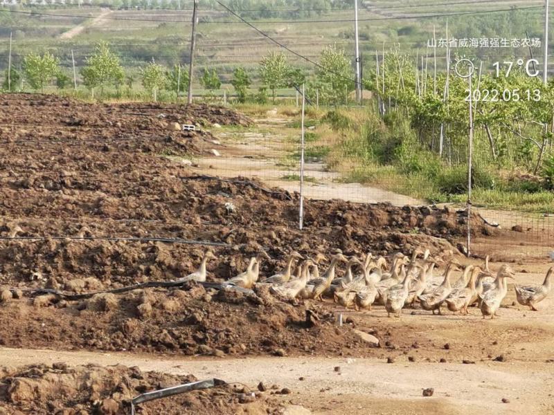 维娜斯黄金苹果山东威海苹果基地大量供应全国发货