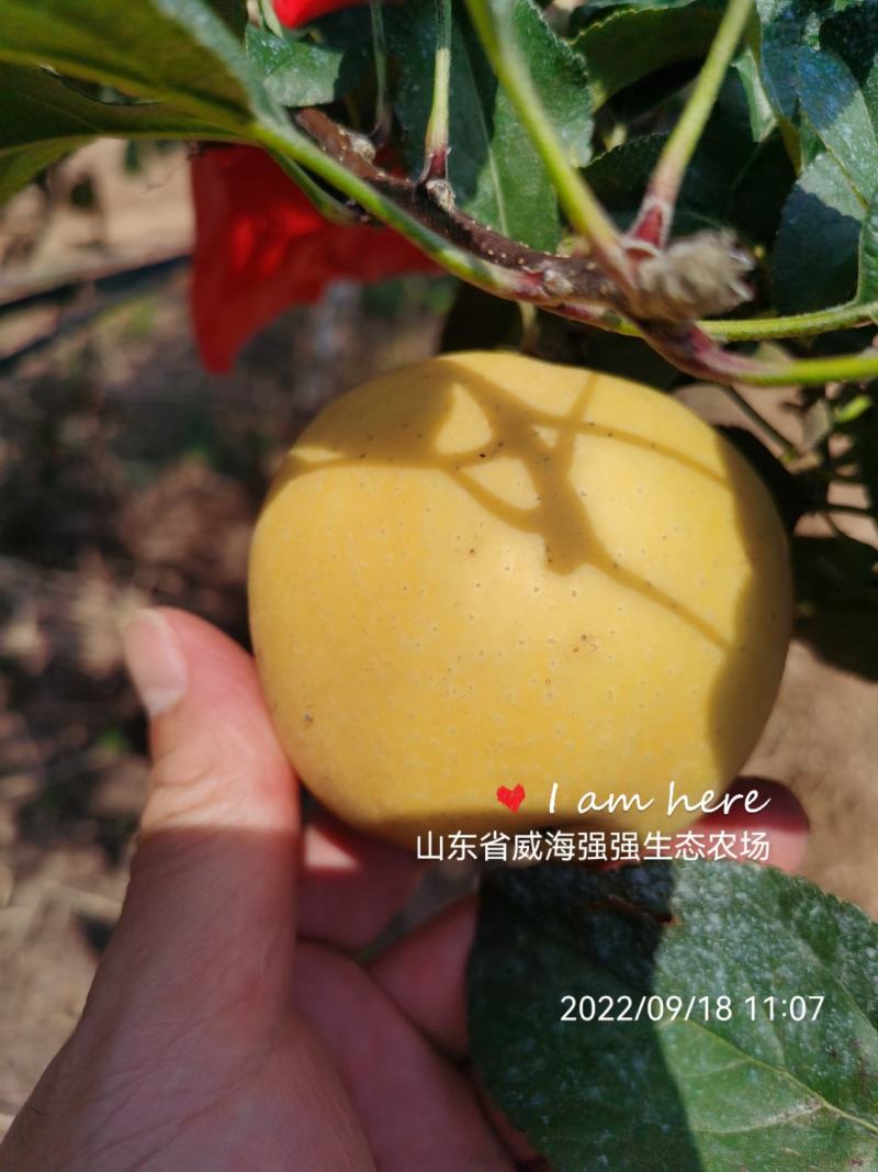 维娜斯黄金苹果山东威海苹果基地大量供应全国发货