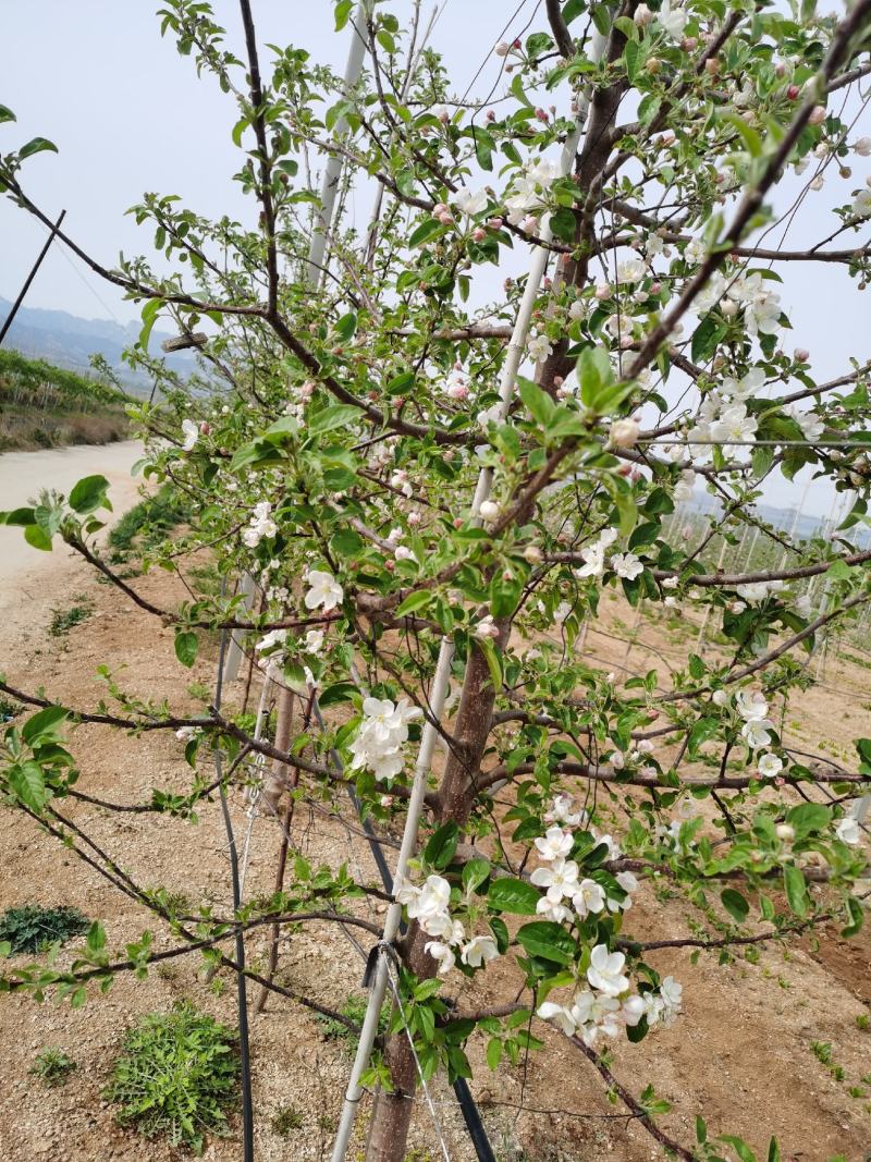 维娜斯黄金苹果山东威海苹果基地大量供应全国发货