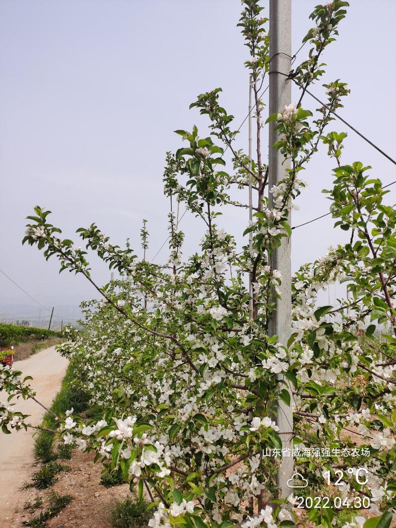 维娜斯黄金苹果山东威海北纬37度强强农场基地大量供应