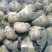 【扁包菜】湖北天门精品扁包菜大量上市质量保证欢迎采购