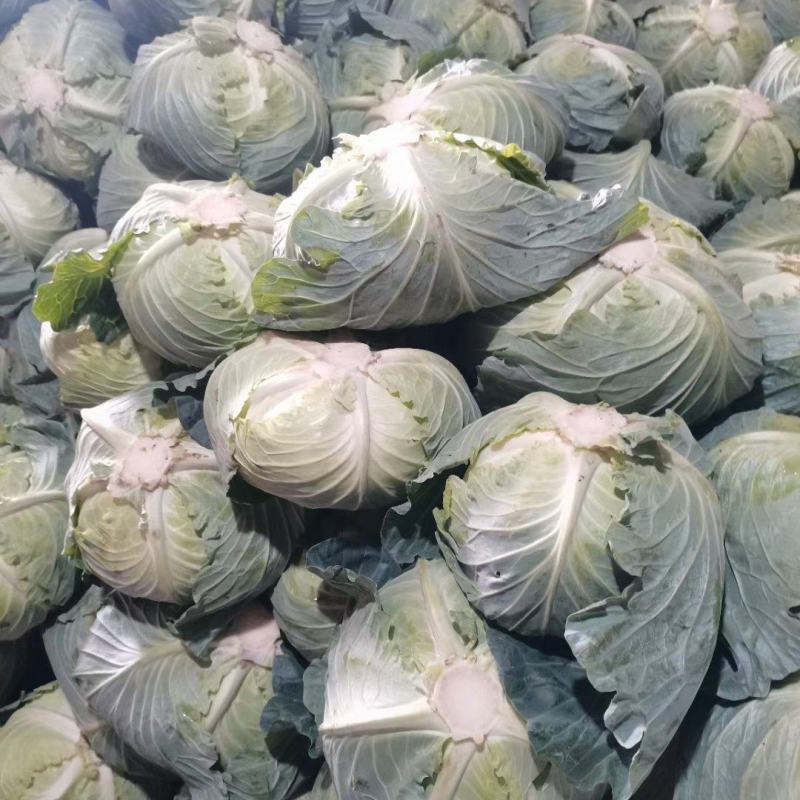 【扁包菜】湖北天门精品扁包菜大量上市质量保证欢迎采购