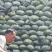 【扁包菜】湖北天门精品扁包菜大量上市质量保证欢迎采购