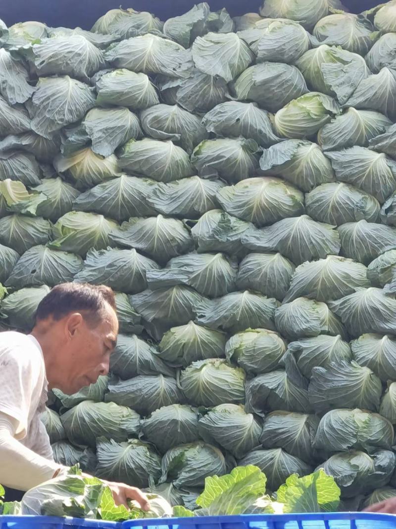 【扁包菜】湖北天门精品扁包菜大量上市质量保证欢迎采购