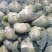 【扁包菜】湖北天门精品扁包菜大量上市质量保证欢迎采购