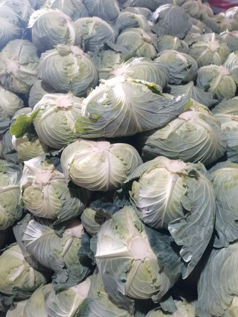 【扁包菜】湖北天门精品扁包菜大量上市质量保证欢迎采购