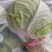 【扁包菜】湖北天门精品扁包菜大量上市质量保证欢迎采购