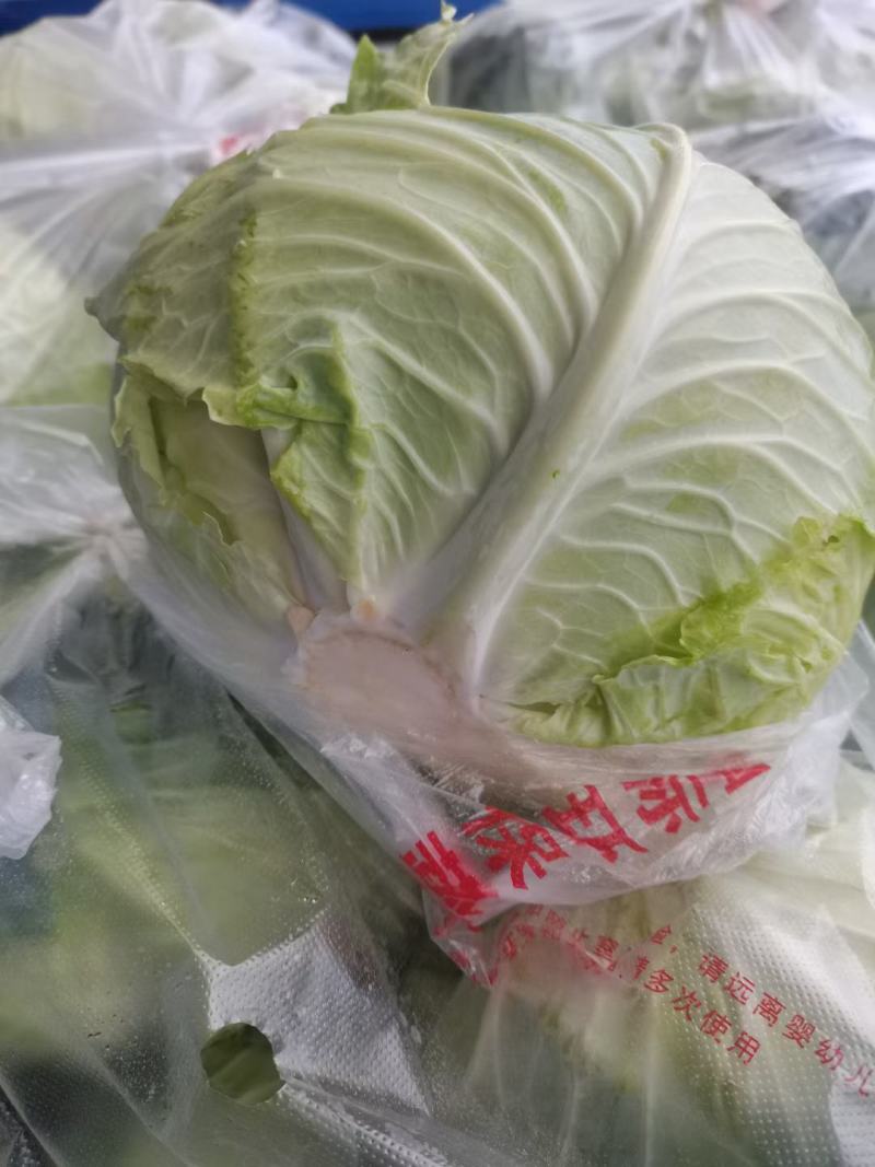 【扁包菜】湖北天门精品扁包菜大量上市质量保证欢迎采购