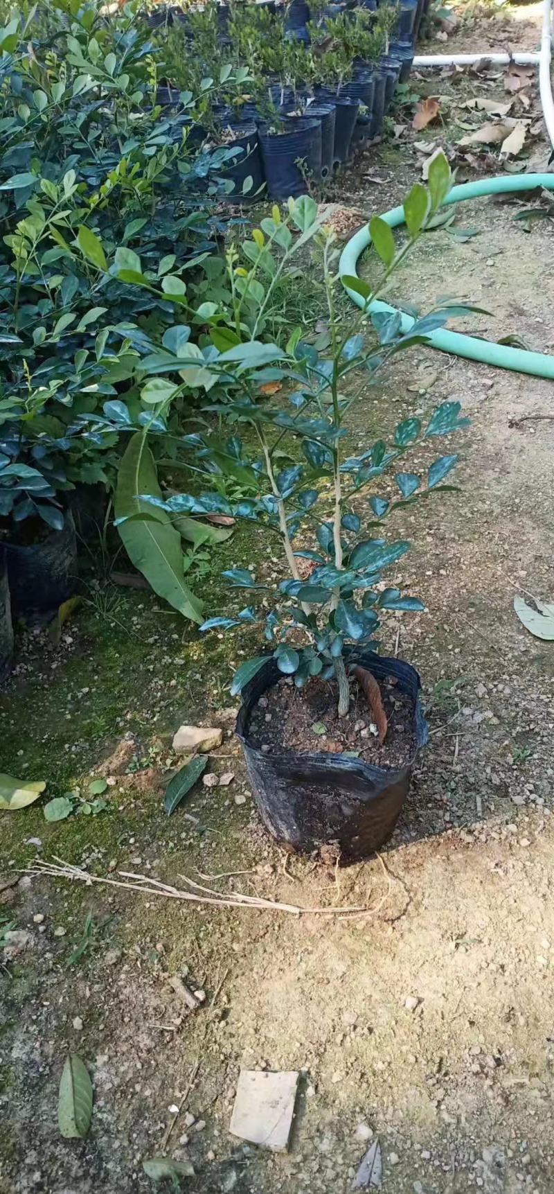 九里香，自家精品货，价格优惠，基地直供，期待合作