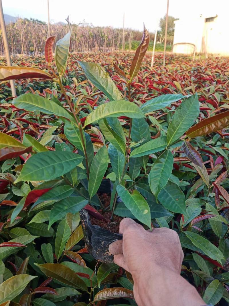 红背桂，自家精品货，量大从优，欢迎合作