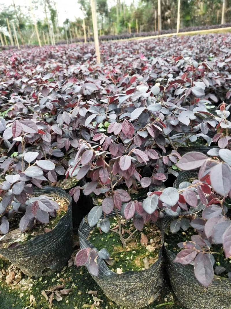基地直供，红继木，一手货源