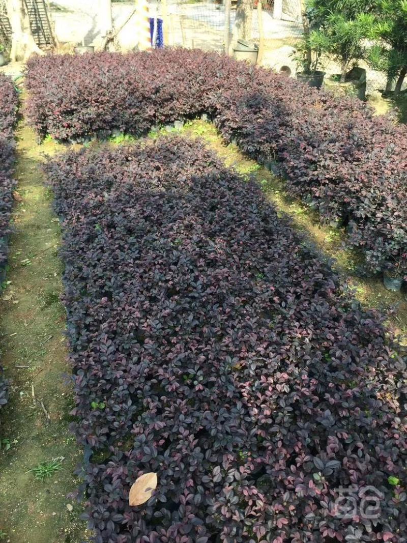 基地直供，红继木，一手货源