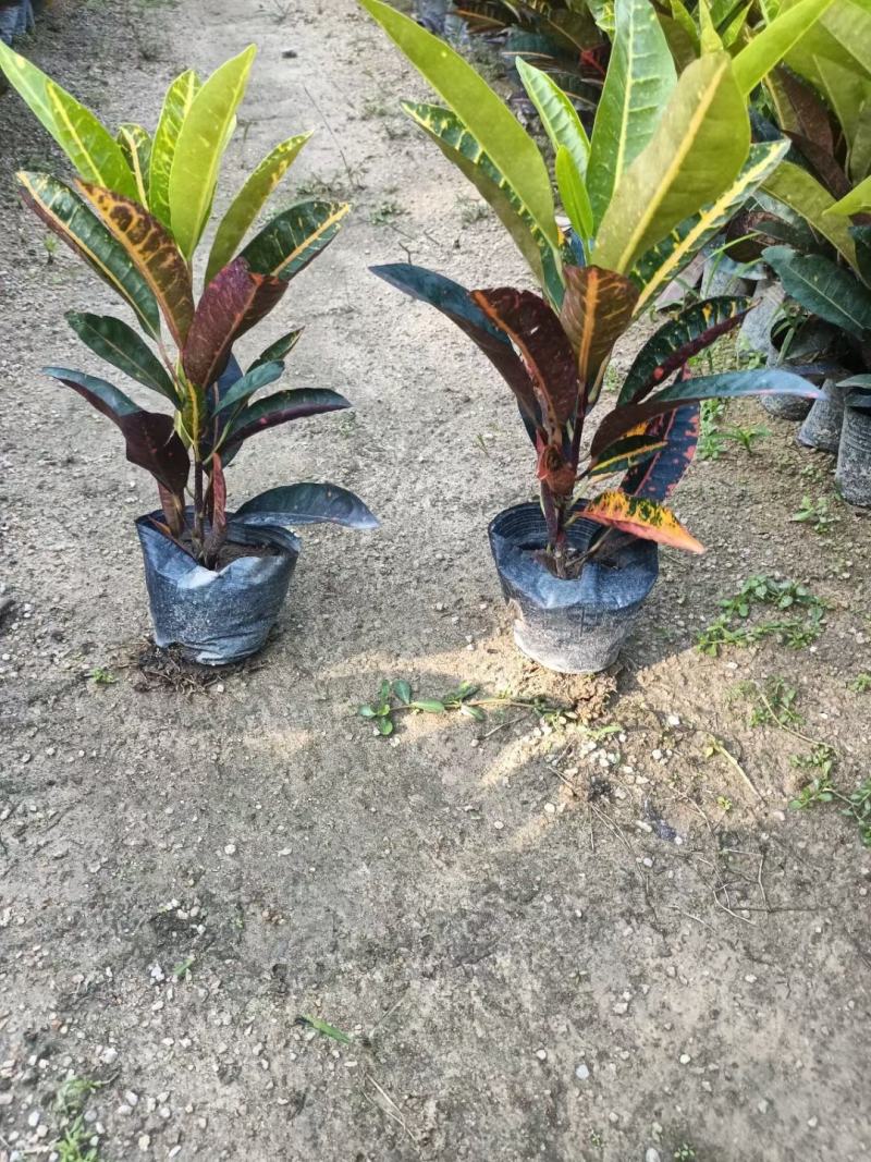 广东省揭阳，变叶木，海南洒金榕，基地直供，一手货源
