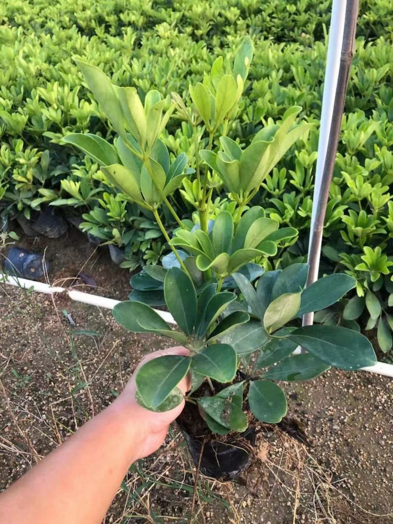 广东揭阳，鸭脚木，鹅掌柴，基地直供，一手货源