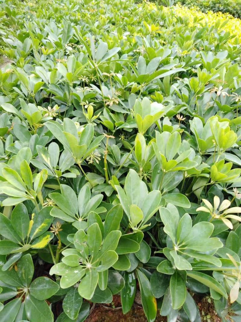 广东揭阳，鸭脚木，鹅掌柴，基地直供，一手货源