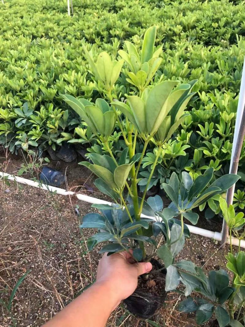 广东揭阳，鸭脚木，鹅掌柴，基地直供，一手货源