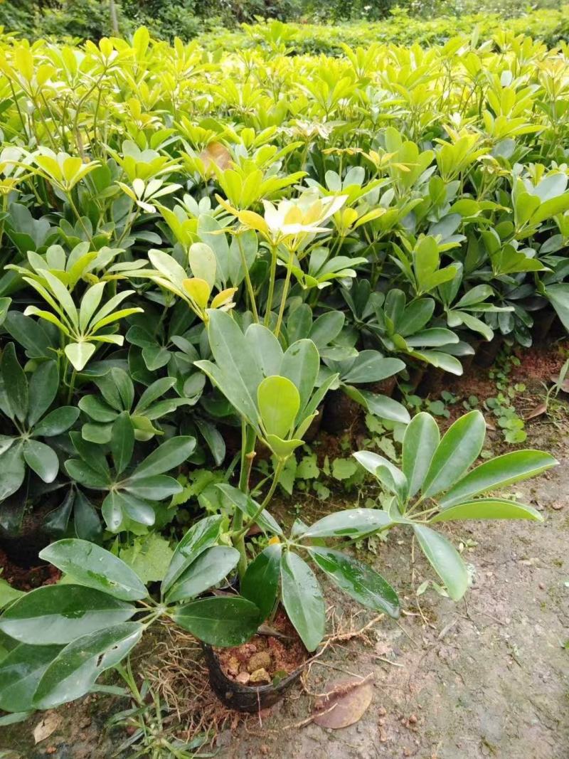 广东揭阳，鸭脚木，鹅掌柴，基地直供，一手货源
