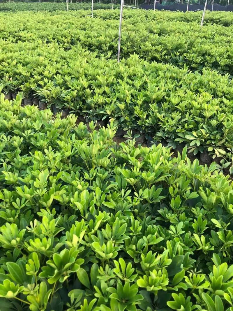 广东揭阳，鸭脚木，鹅掌柴，基地直供，一手货源