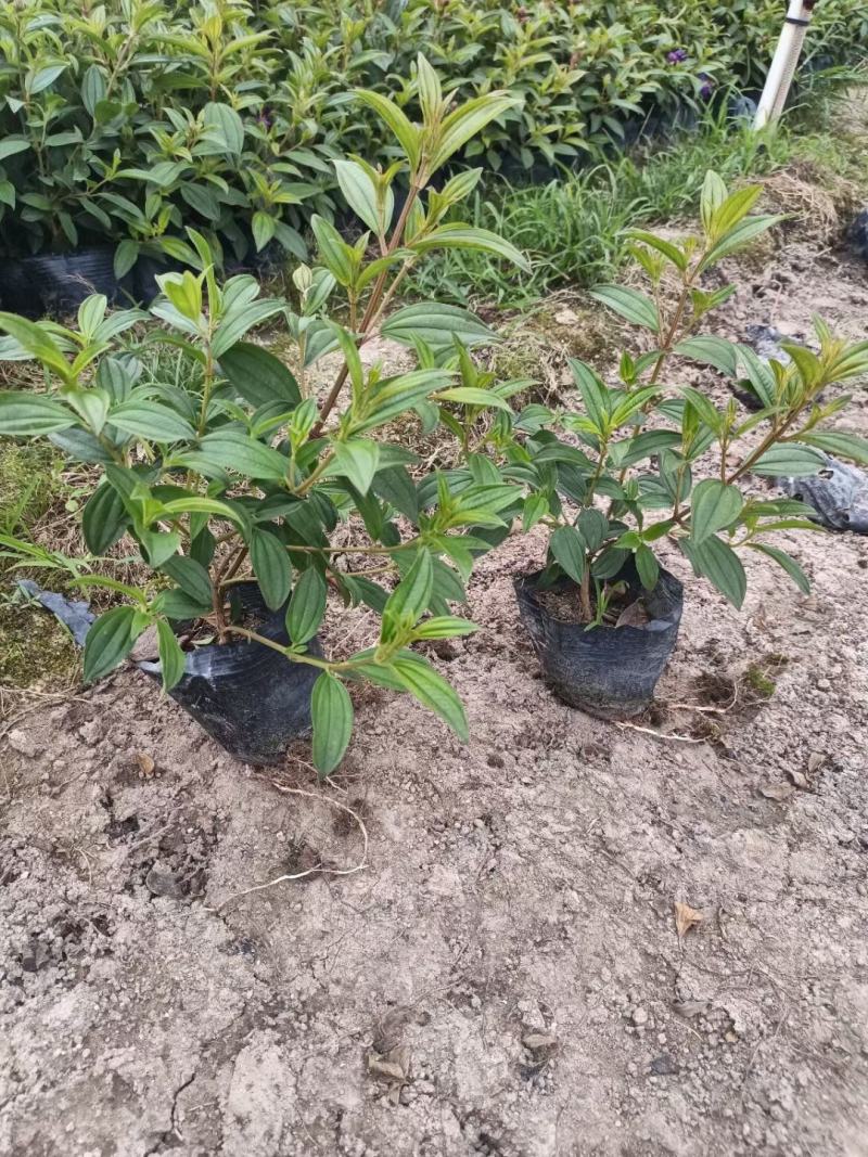 巴巴野牡丹，基地直供，精品货源