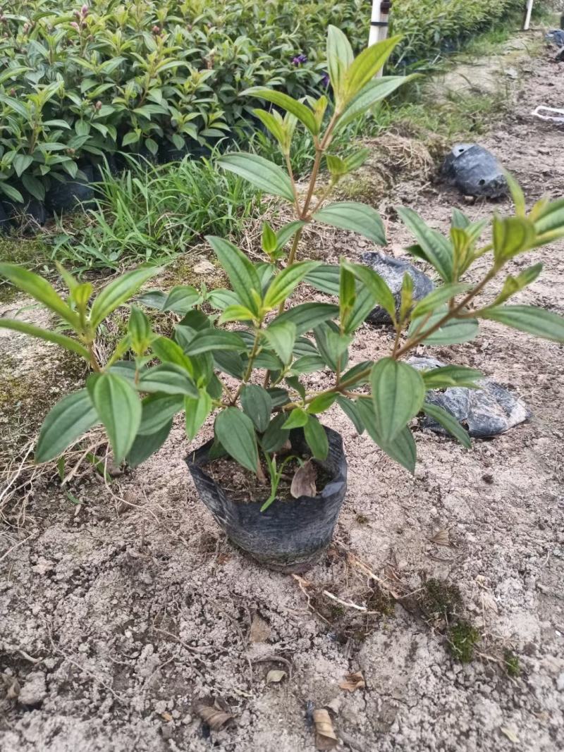 巴巴野牡丹，基地直供，精品货源