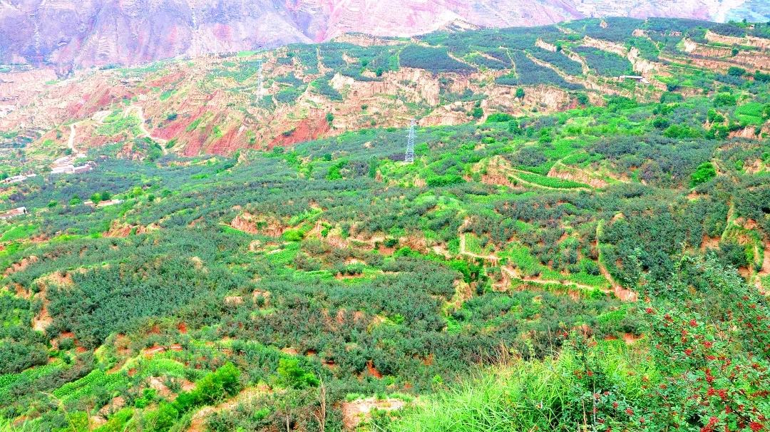 白胡椒种植园