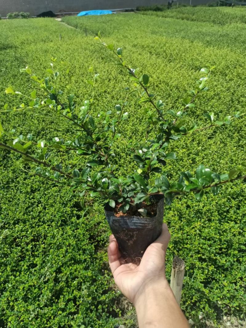 福建茶苗，靓货福建茶，基地直供，