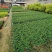 福建茶苗，靓货福建茶，基地直供，
