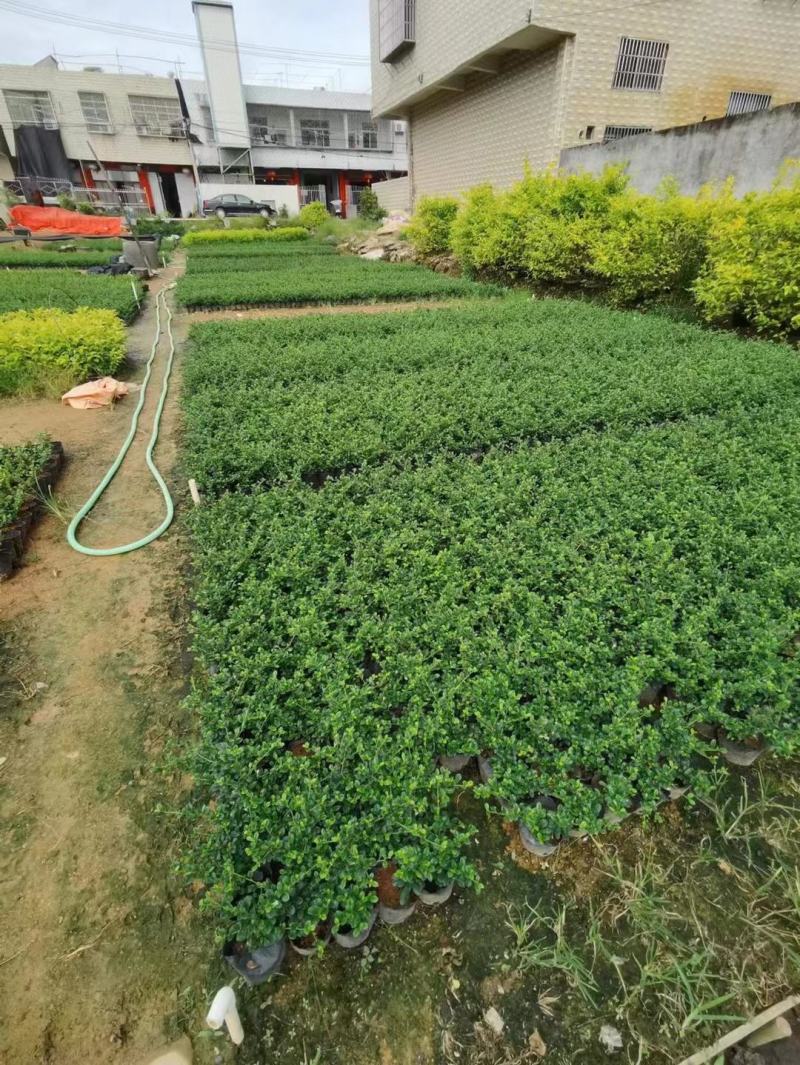 福建茶苗，靓货福建茶，基地直供，