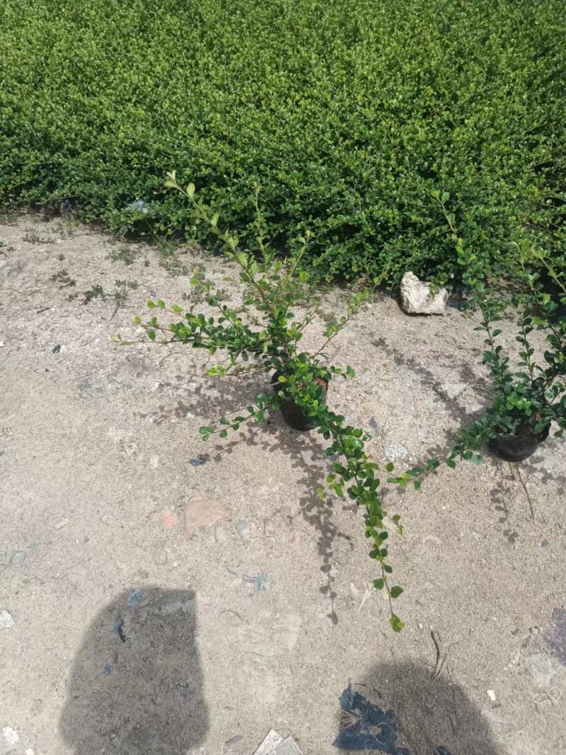 福建茶苗，靓货福建茶，基地直供，