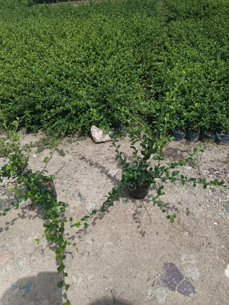 福建茶苗，靓货福建茶，基地直供，