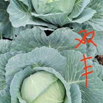 双丰，京丰包菜大量上市，欢迎老板来电恰谈