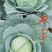 双丰，京丰包菜大量上市，欢迎老板来电恰谈