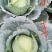双丰，京丰包菜大量上市，欢迎老板来电恰谈