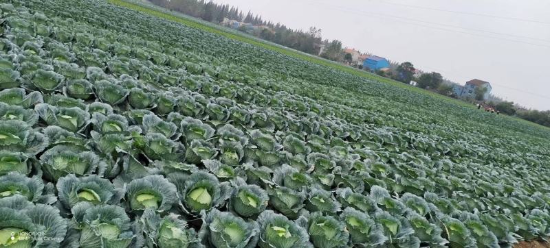 双丰，京丰包菜大量上市，欢迎老板来电恰谈