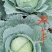 双丰，京丰包菜大量上市，欢迎老板来电恰谈
