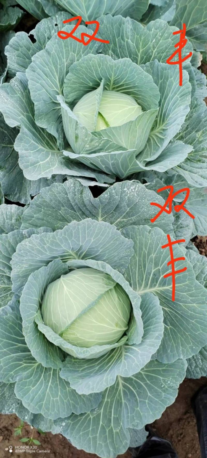 双丰，京丰包菜大量上市，欢迎老板来电恰谈