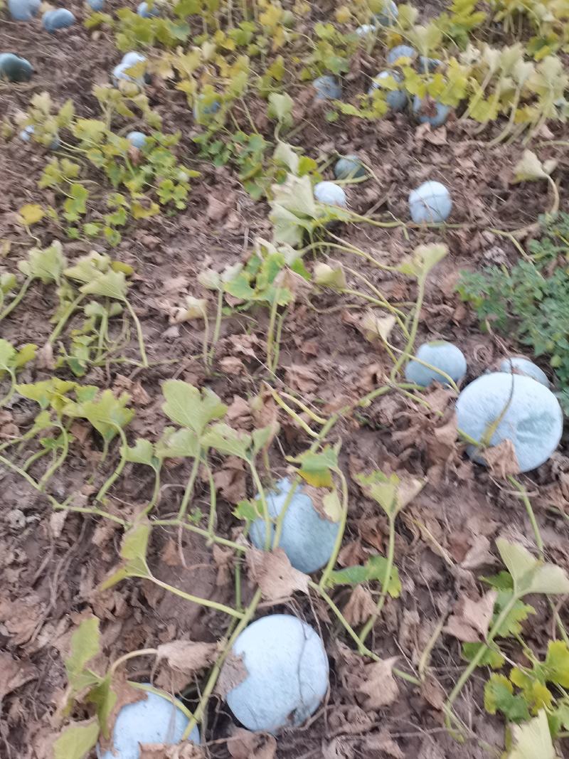 双丰，京丰包菜大量上市，欢迎老板来电恰谈