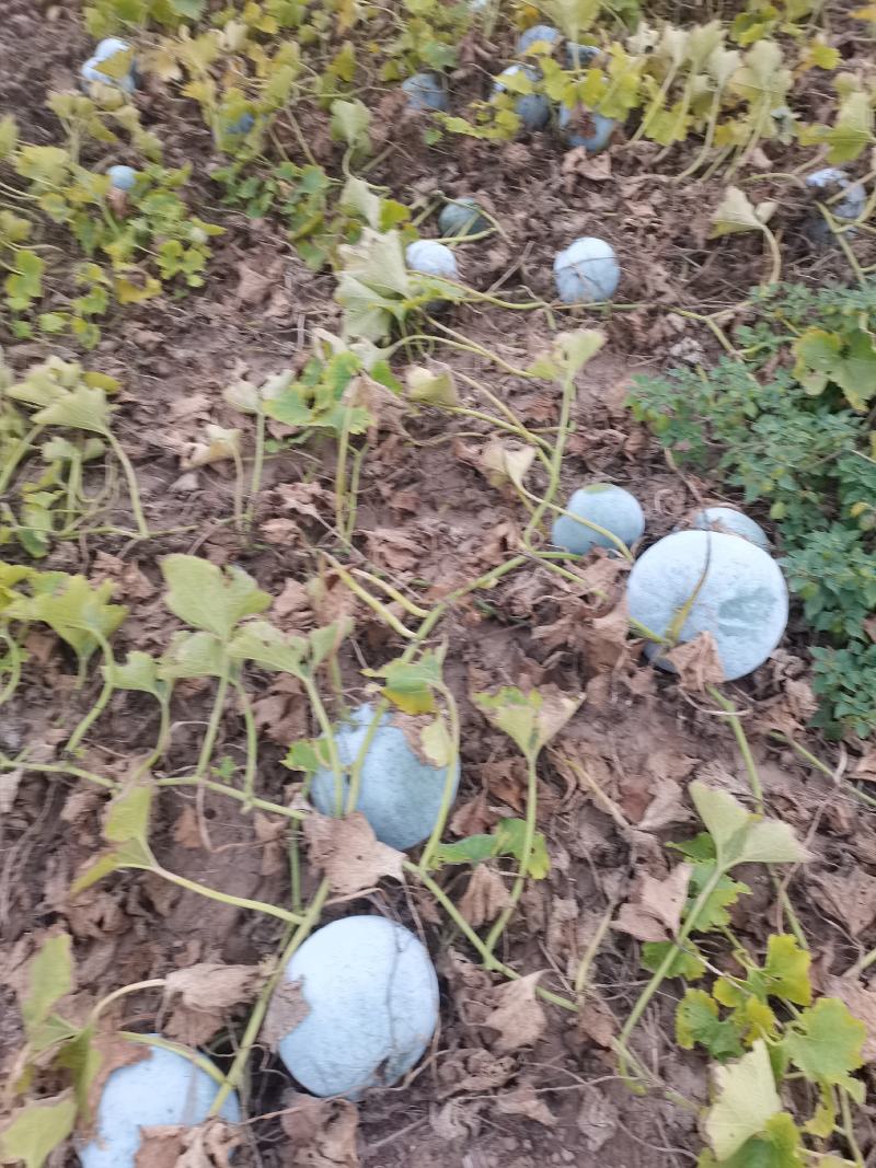 双丰，京丰包菜大量上市，欢迎老板来电恰谈
