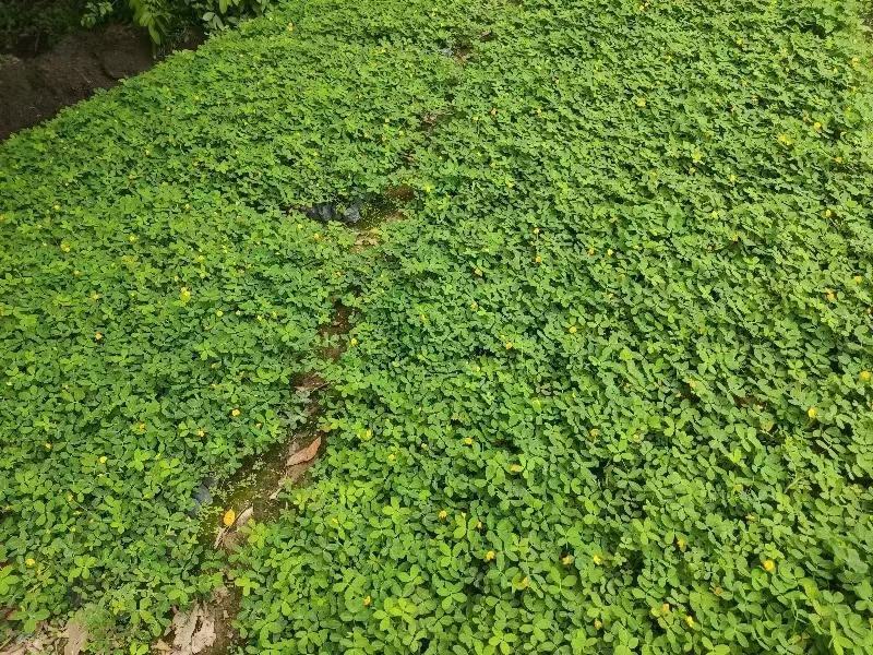蔓花生，精品货源，基地直供