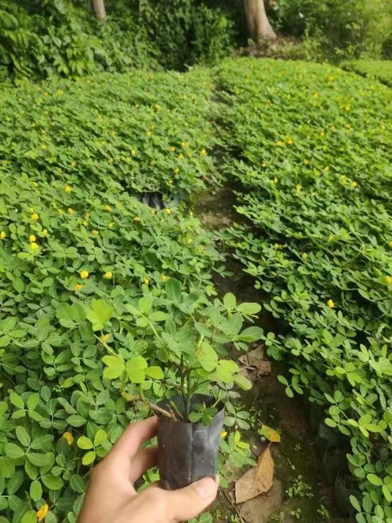 蔓花生，精品货源，基地直供