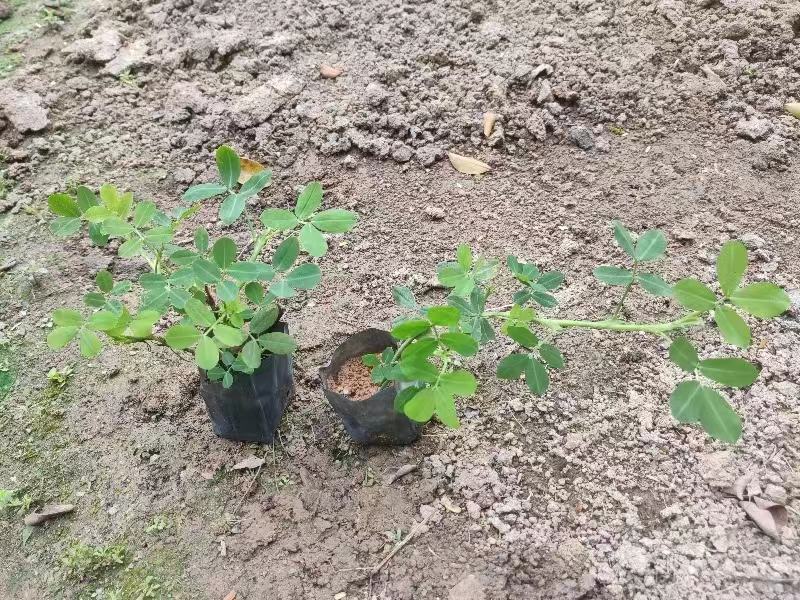 蔓花生，精品货源，基地直供