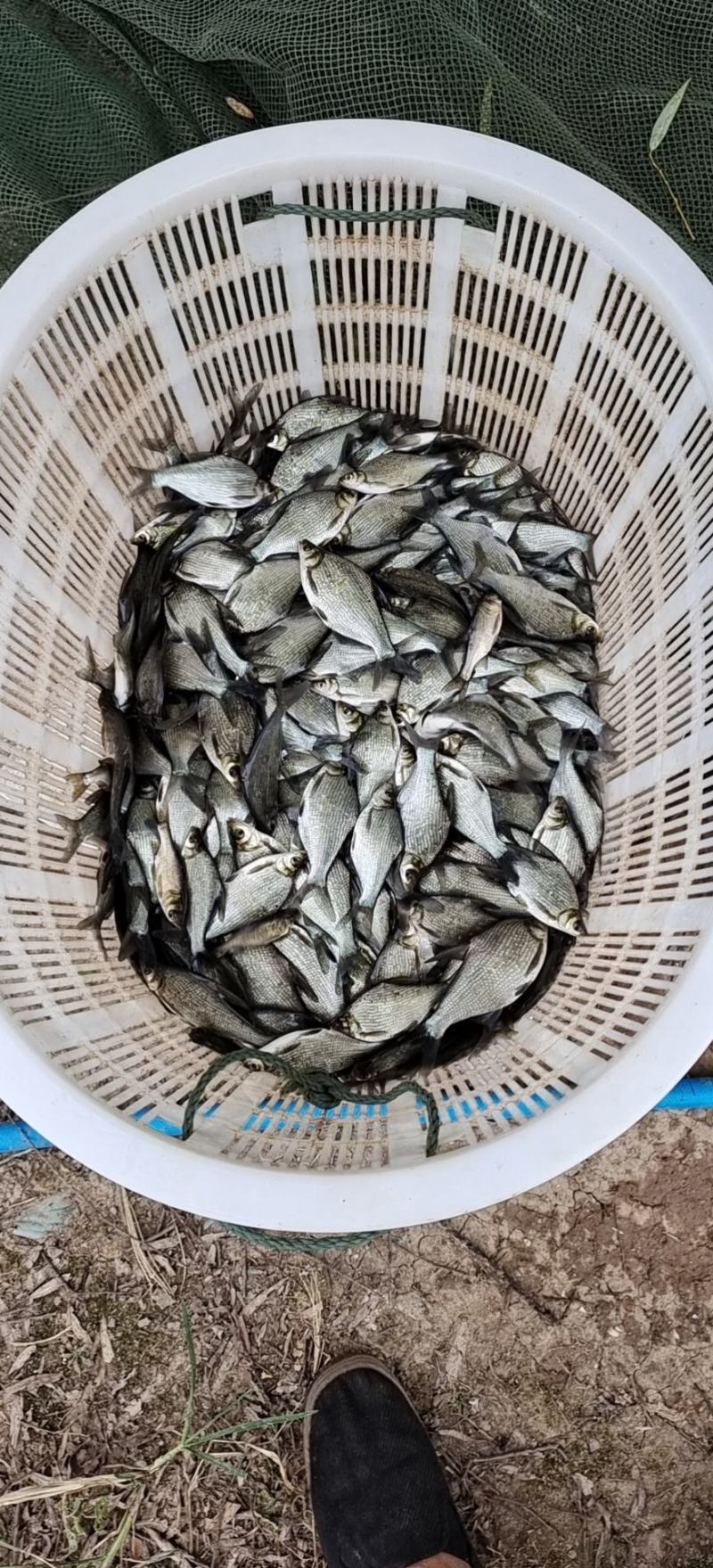 鳊鱼0.5到1斤大量出售