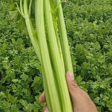清脆可口，出汁高，欢迎全国各地老板前来采购芹菜